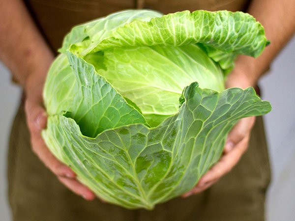 Glory of Enkhuizen Cabbage