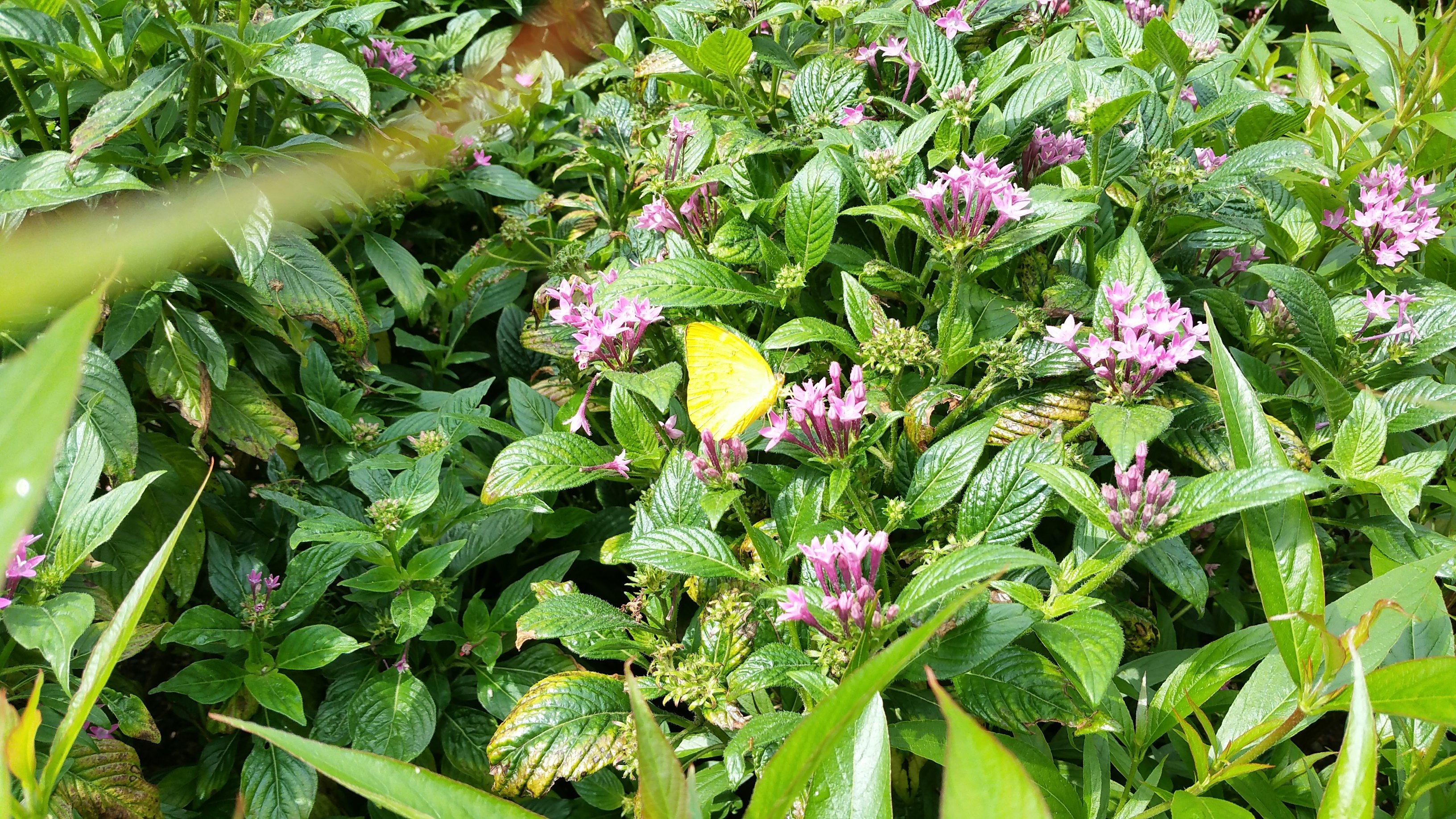 With Yellow Butterfly