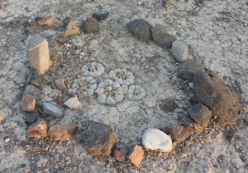 Peyote cactus surrounded by rocks