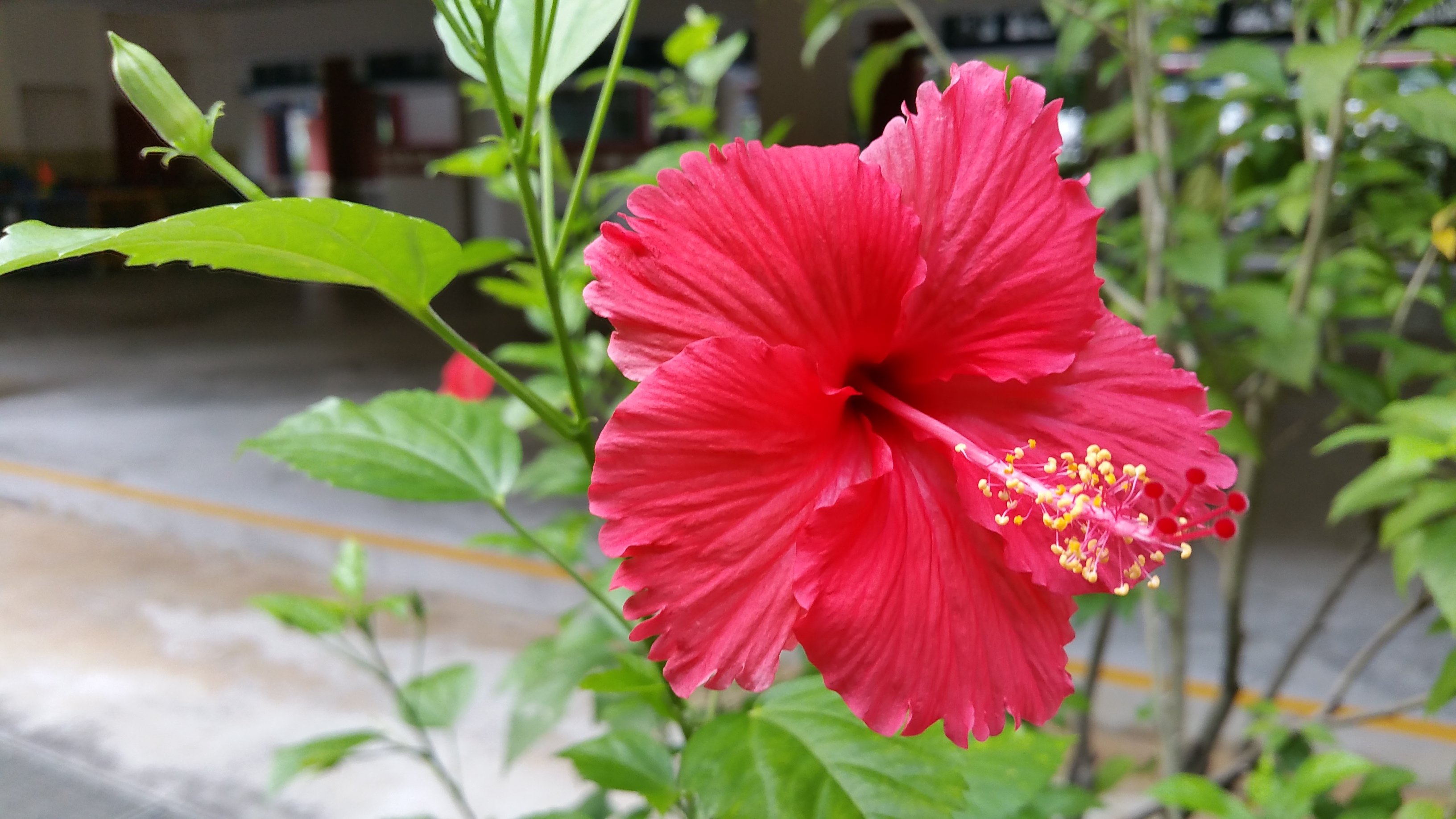 Hibiscus