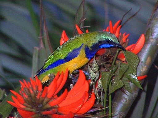 Orange_bellied_leafbirdsmall05333.jpg