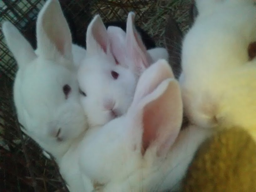 rabbits7001a.jpg