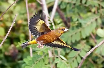 Grey-capped-Greenfinch5f71e.jpg