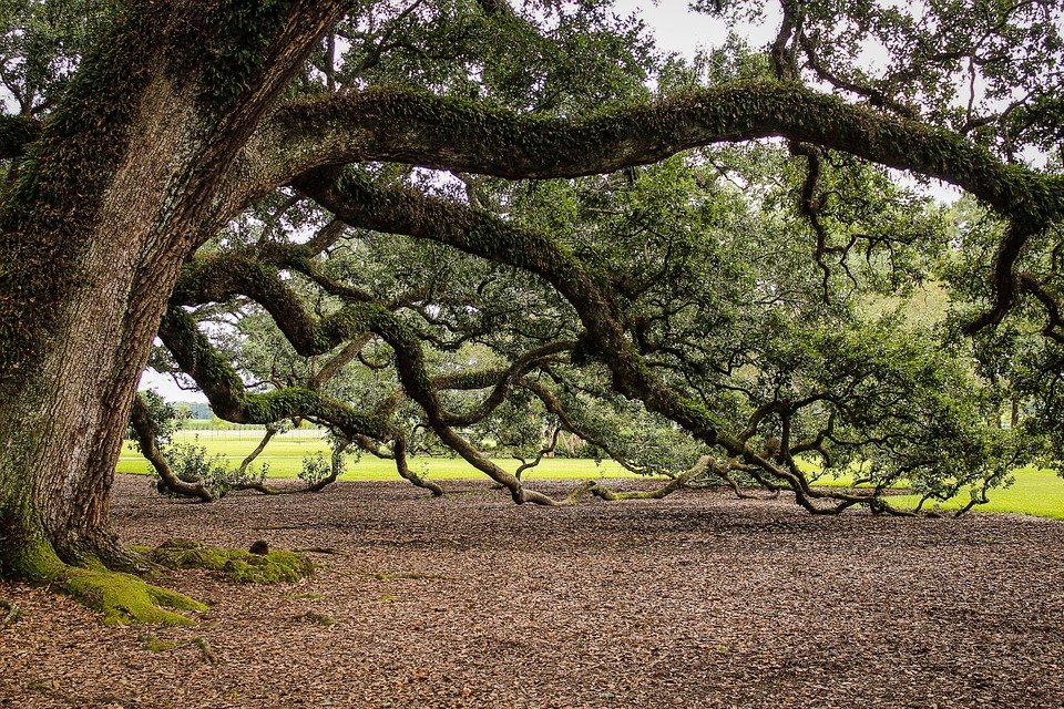 virginia-live-oak-440351_960_72039f15.jpg