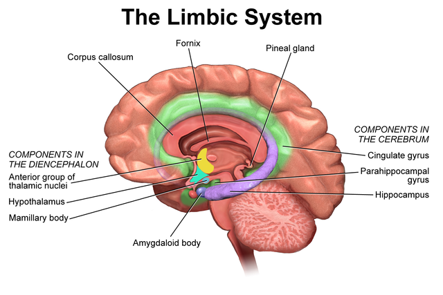 Blausen_0614_LimbicSystem59253.png