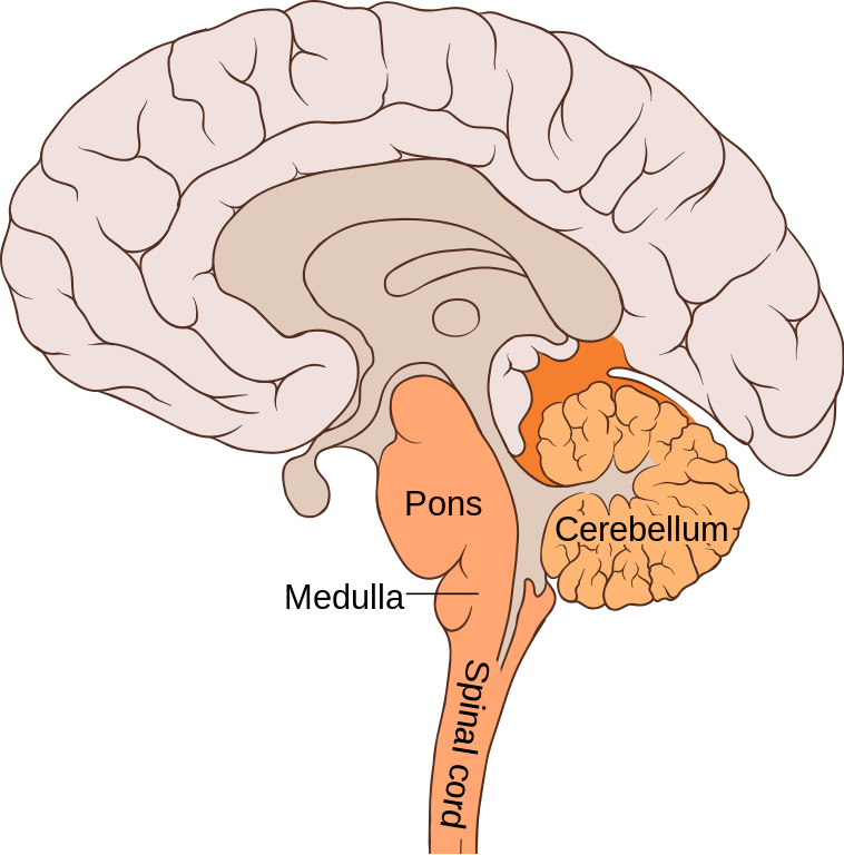 Brain_bulbar_region.svg79bce.png