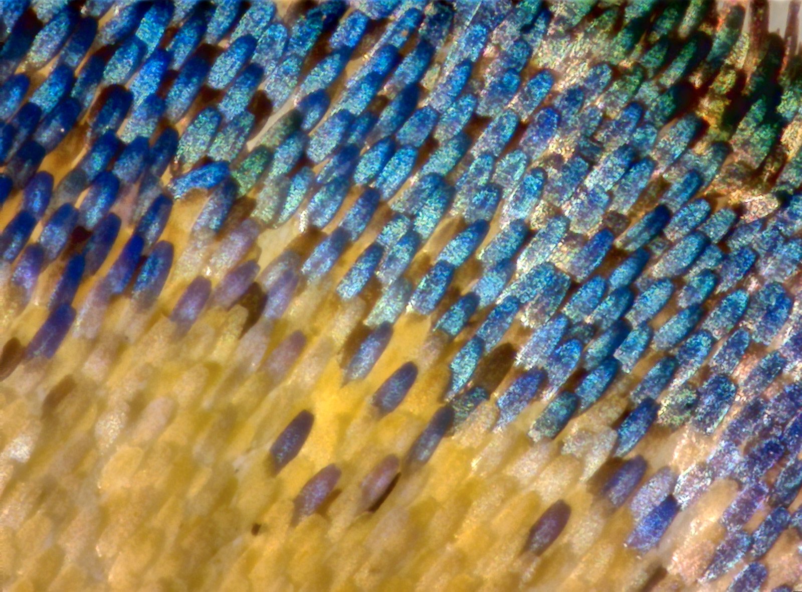 SEM descifra los colores de la mariposa | Microscopía y Análisis