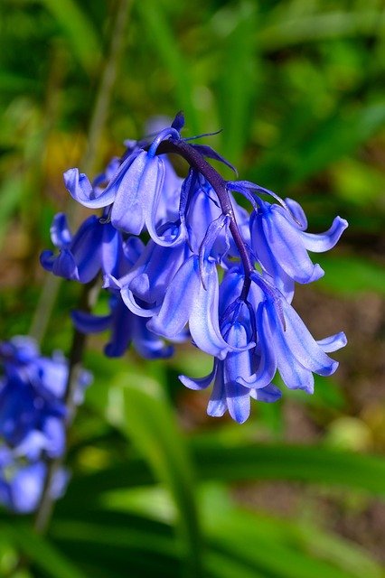 bluebell-206656_640c7c25.jpg