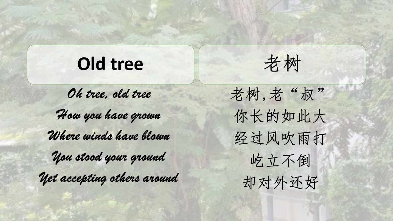 OldTree00582.png