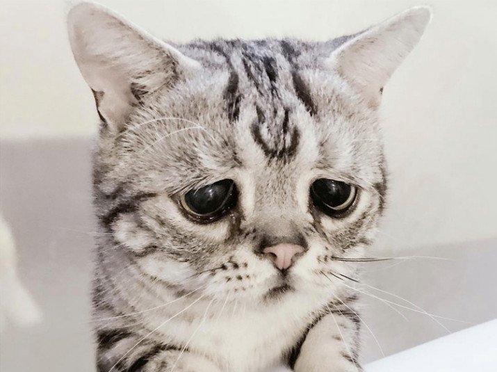 Image result for sad cat