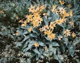 balsamroot-arrowleaf-1.jpg