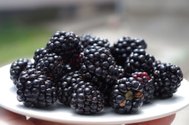 blackberries-1045728_960_720.jpg