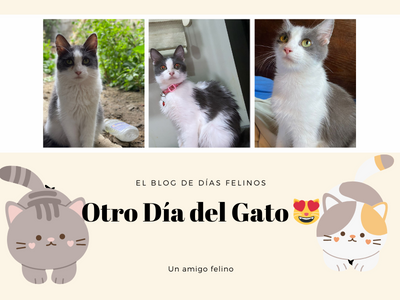 Otro Día del Gato 😻.png