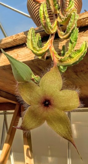 Succulents plants: Stapelia gigantea - Asclepiadaceae — Steemit