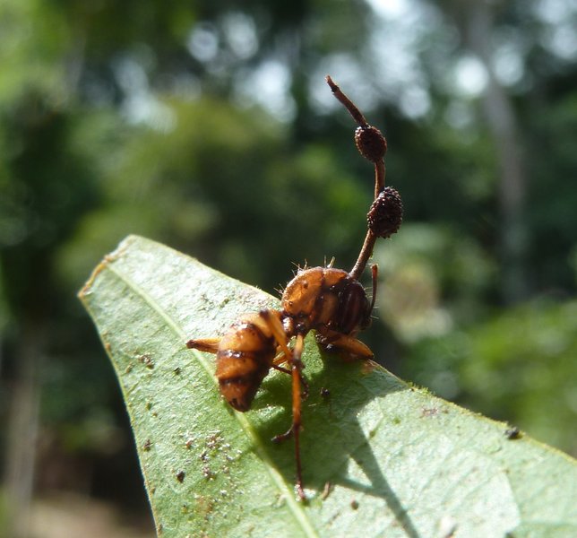 in che modo i parassiti cerebrali infettano i loro ospiti?