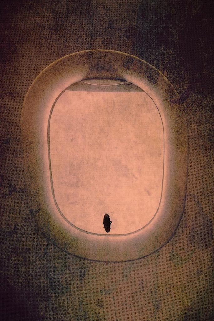 cockroach on the plane window