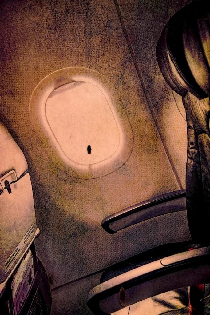 cockroaches on a plane