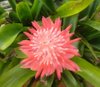 Bromelia.jpg