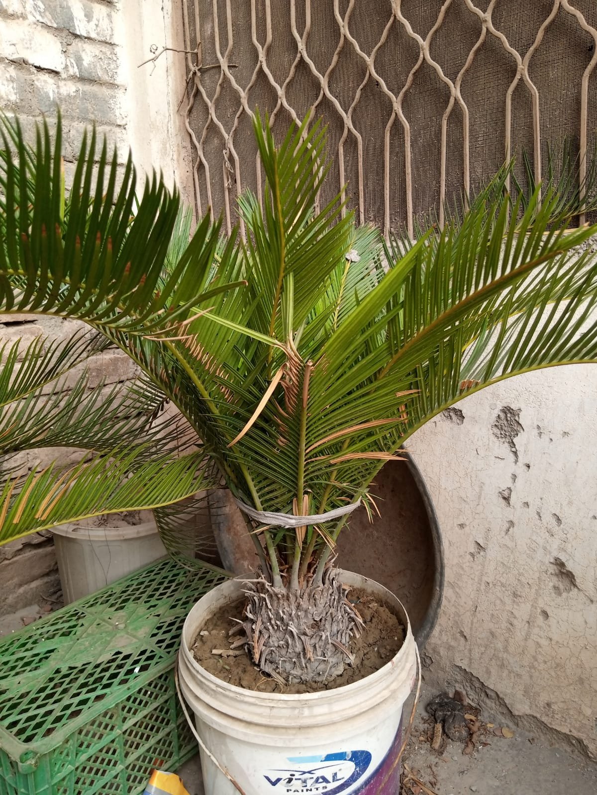 plants
