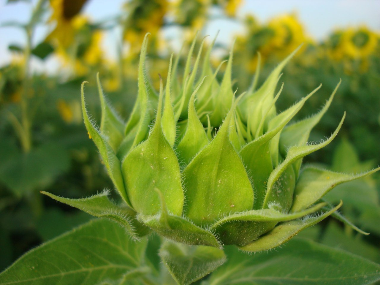 Sunflower is a flower that is dedicated to the Sun. — Steemit