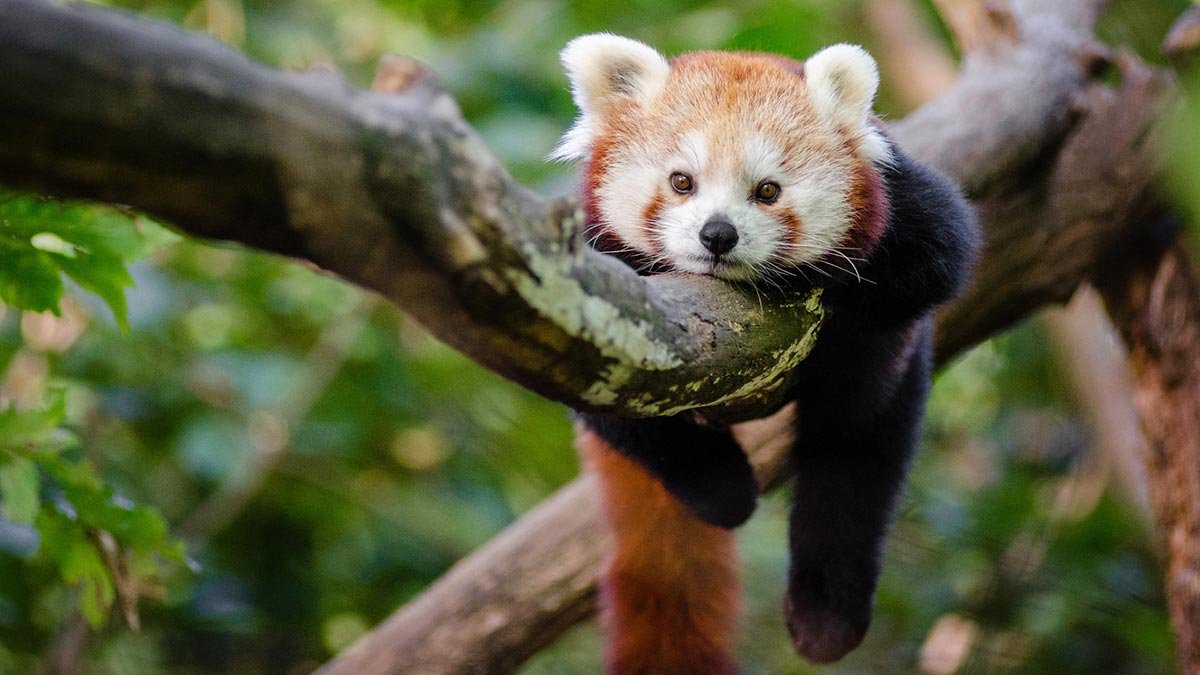 Endangered Species #4 The Red Panda — Steemit