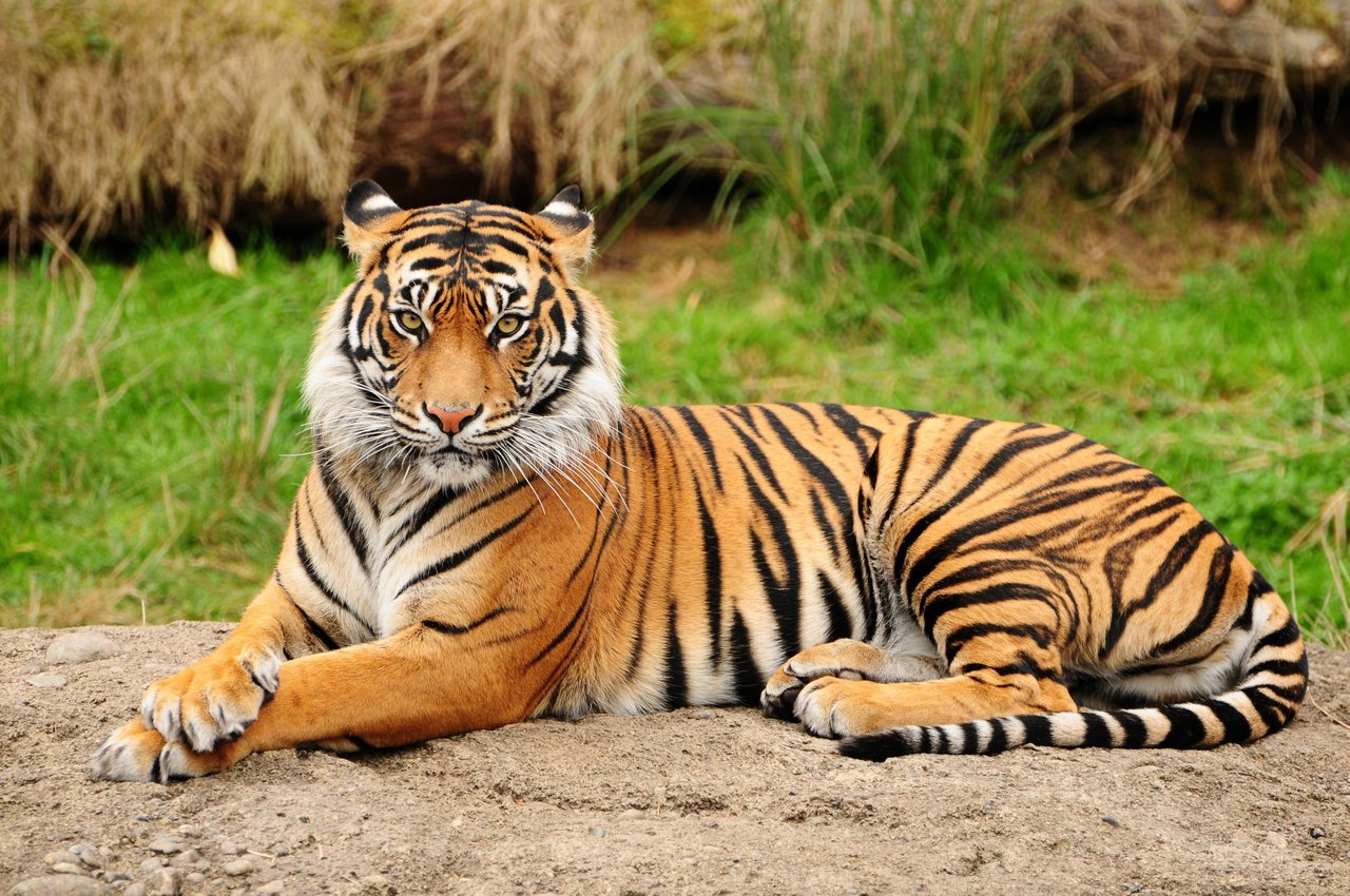 animal Steemit animal Steemit