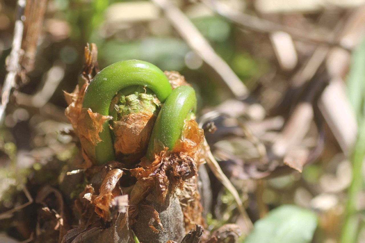 Foraging For Fiddleheads: How To Identify, Harvest, Cook & Preserve ...