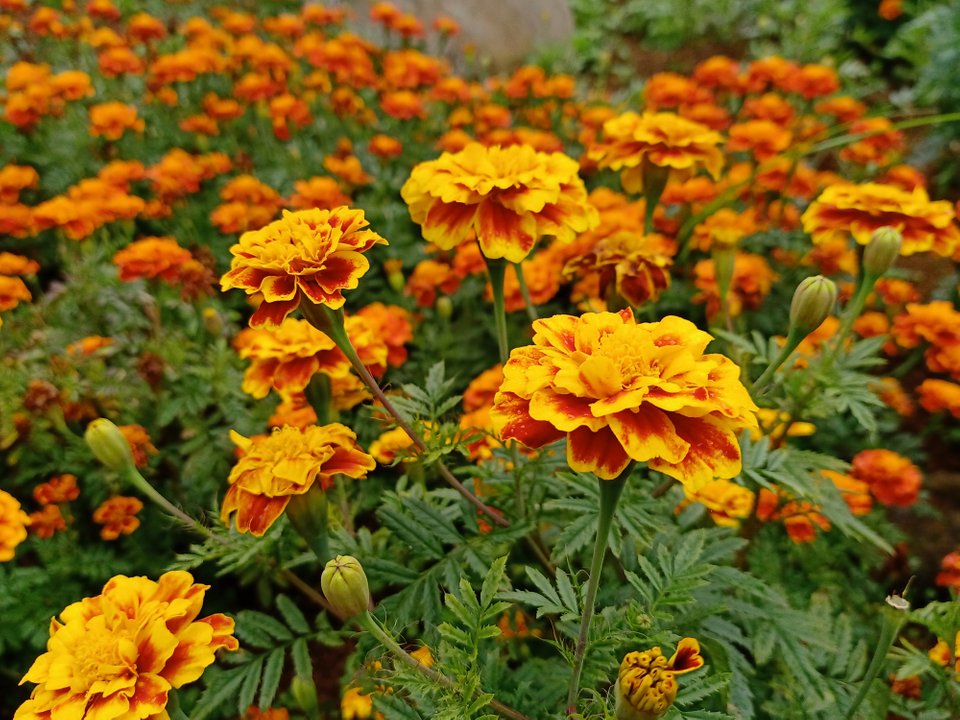 Yellow THURSDAY With The Marigold