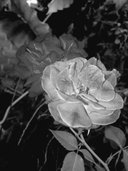 main_image