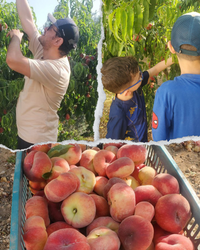 Peach Picking