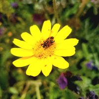 Flower Contest