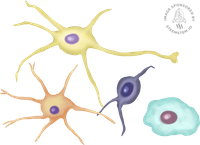 neurone_glial_cell.png