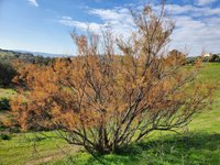 Dry Trees