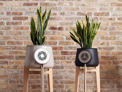 Natural Air Purifier