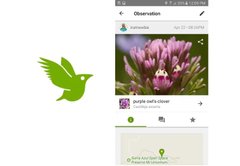 iNaturalist mobile app