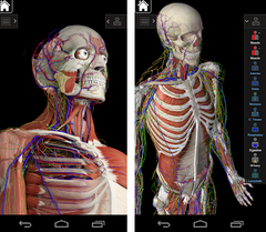 3d Cat Anatomy Software Learning About The Cat Anatomy Steemhunt
