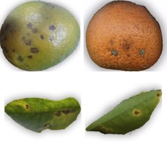 Citrus Diseases Key