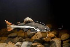 Catfish