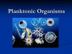 Planktos
