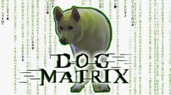 A DOG IN THE MATRIX