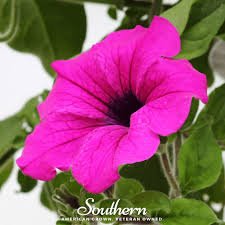Petunia