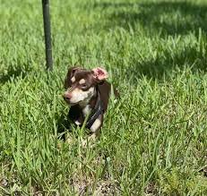 Luca Netz's Dog