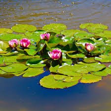 Lily Pad