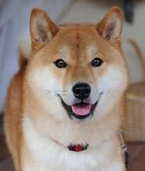 TAIKI INU