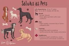 SALUKI
