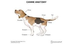 Canine