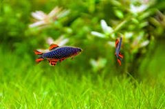 Community Aquarium