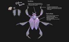 ELYTRA