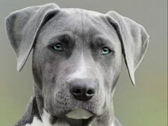 PetShard