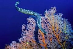 Blue Snakes